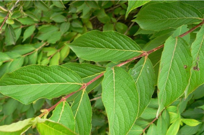 Weigela ornamental shrub: description of popular varieties, use in landscape design