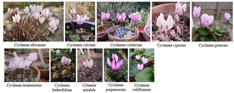 Cyclamen summer and autumn