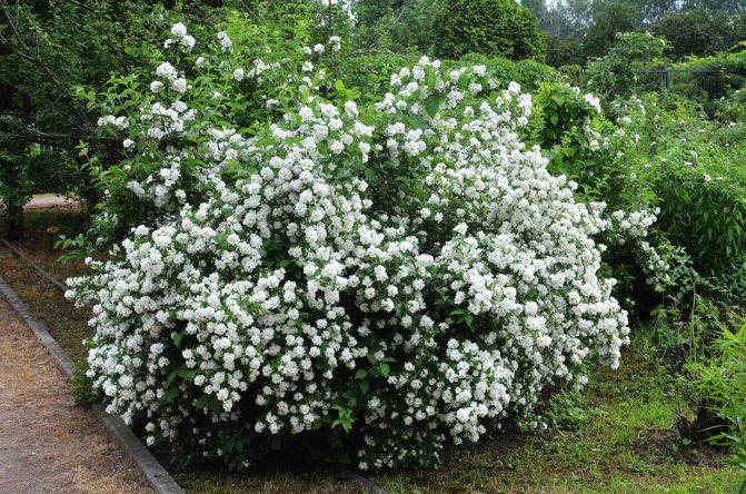 Favorite shrubs for the garden: planting a chubushnik and caring for it