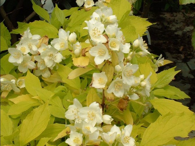 Favorite shrubs for the garden: planting a chubushnik and caring for it