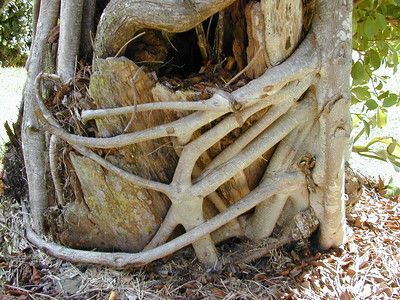 Roots of F. microcarpa strangling