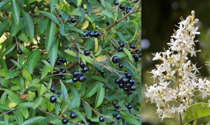 Golden privet varieties: features of planting and caring for a shrub
