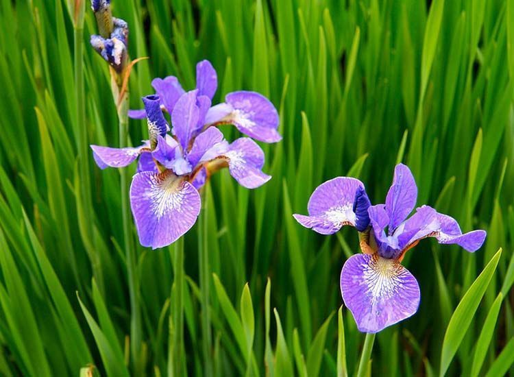 Flor de iris