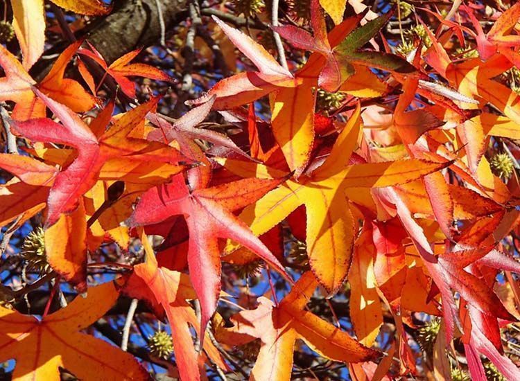Liquidambar leaves in autumn