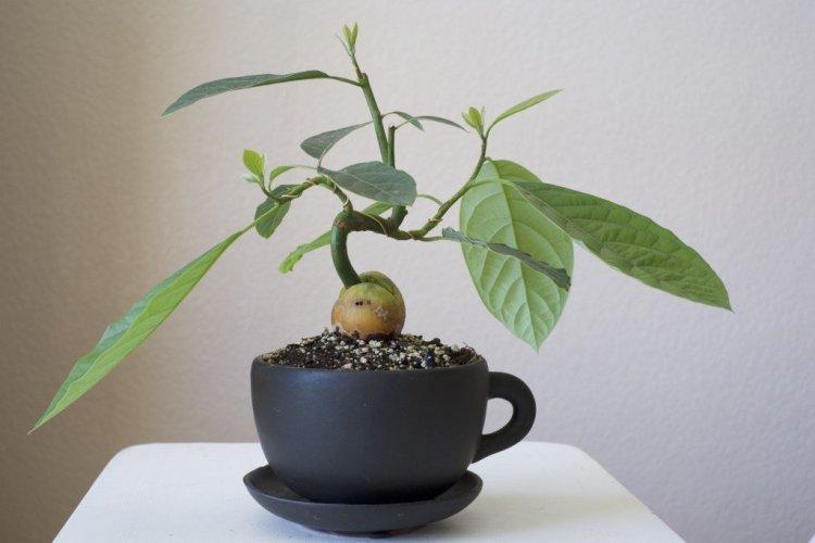 Transplant - how to grow an avocado from a seed at home