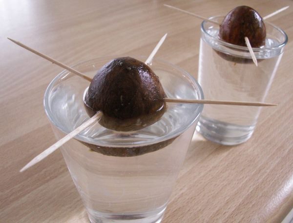 Germinating avocado seeds in water