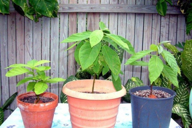Outdoor transplant - how to grow an avocado from a seed at home