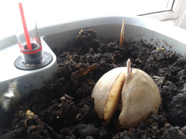 Germinating avocado seeds in the ground