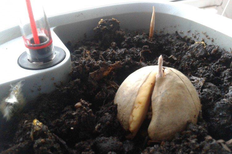Fertilizers and feeding - how to grow an avocado from a seed at home