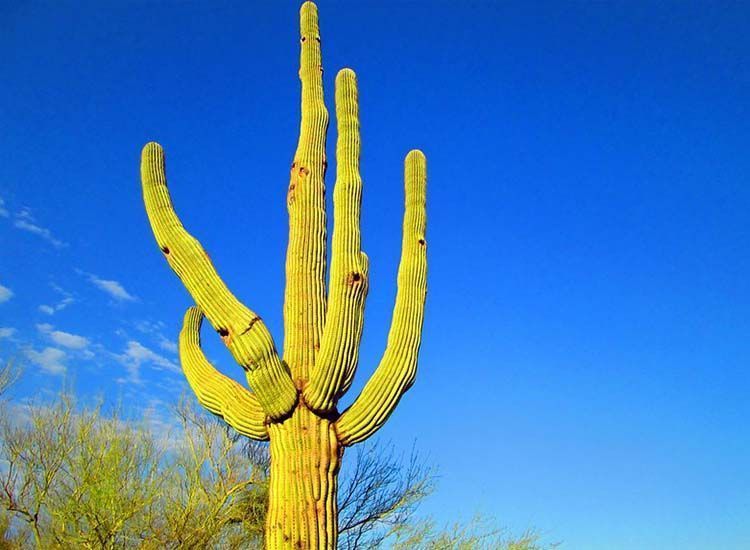 Saguaro arms