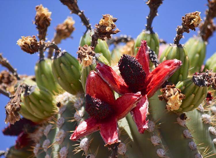 Saguaro (Carnegiea gigantea). The cactus par excellence