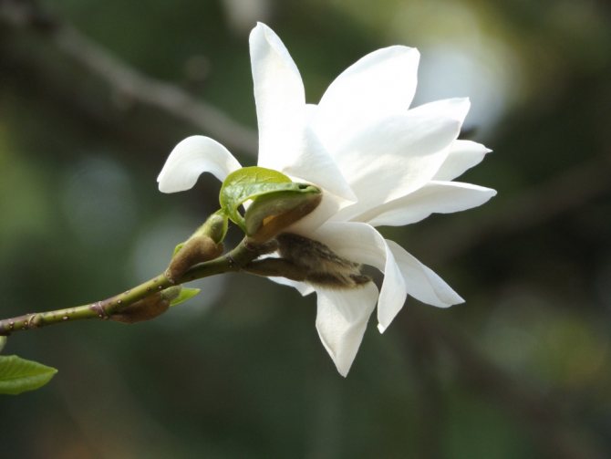 Everything you need to know about planting and caring for magnolia