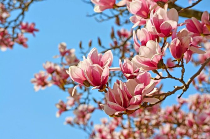 Everything you need to know about planting and caring for magnolia