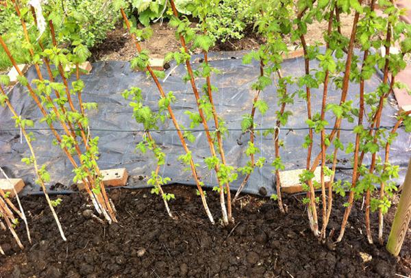 Top dressing of raspberries in the spring: the best fertilizers and application scheme 