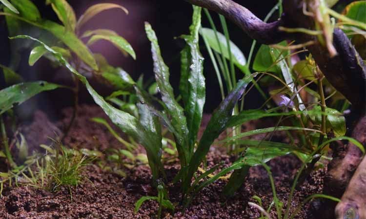 Java fern growth