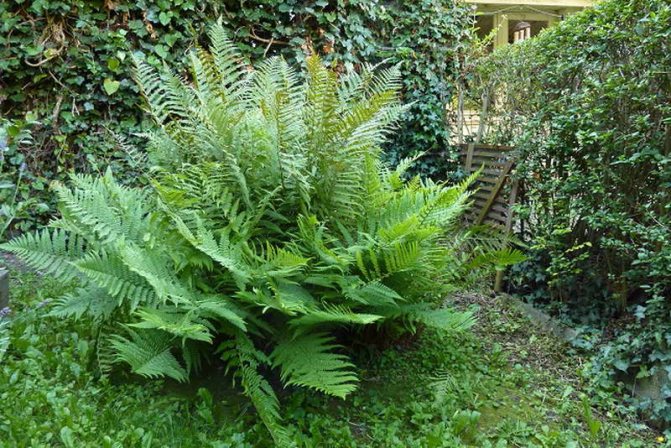 Common bracken fern photo in the garden