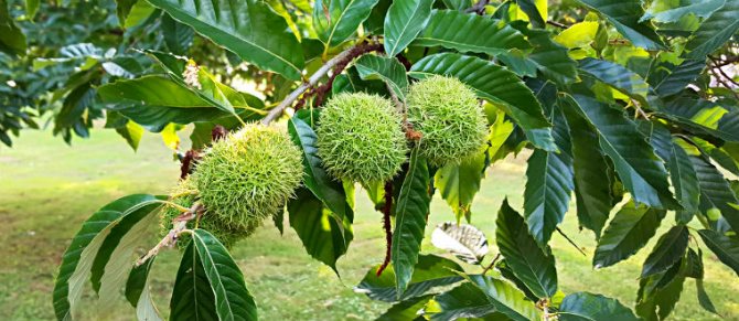 Edible chestnut tree