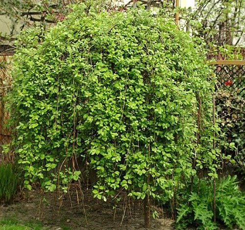 Secrets of planting and caring for willow Goat pendula