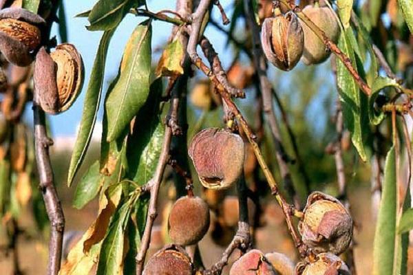 Decorative almonds: growing conditions and care in the middle lane