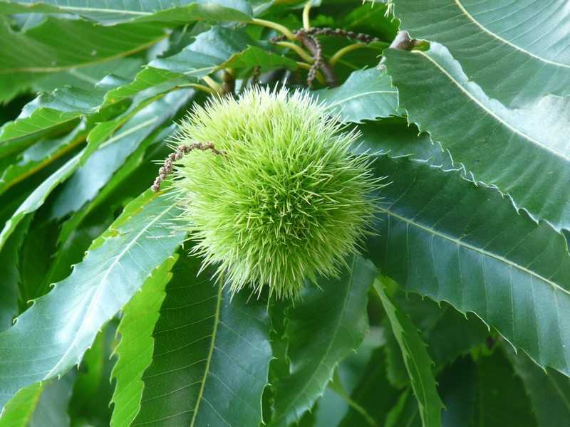 How edible chestnuts are used in cosmetology