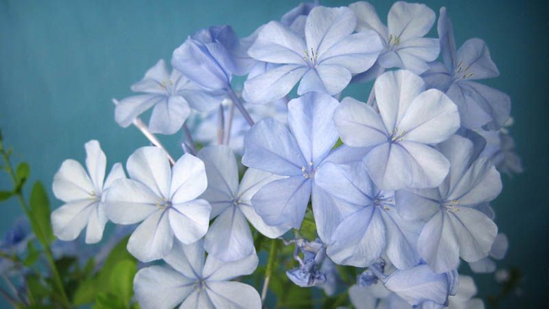 plumbago auriculata, blue jasmine
