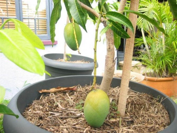How to grow mango from seed - planting and germination at home