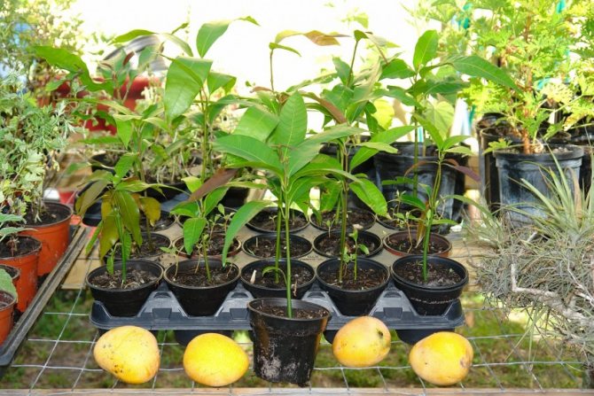 How to grow mango from seed - planting and germination at home
