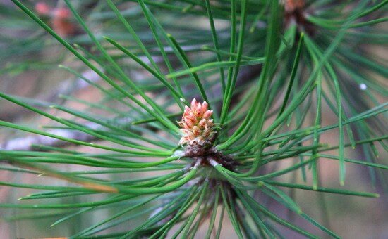 Conifers for the garden: photo review, types, names and care tips