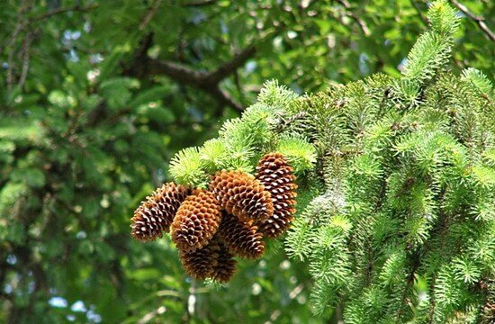 Conifers for the garden: photo review, types, names and care tips