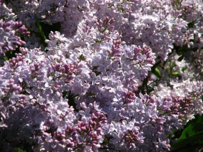 Common lilac (syringa vulgaris) - shrub for the garden
