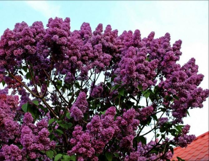 Common lilac (syringa vulgaris) - shrub for the garden