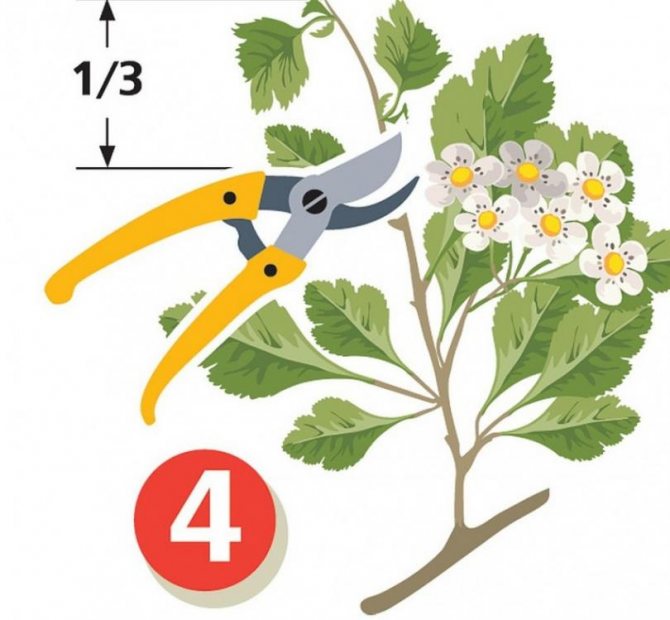 Tavallinen lila (syringa vulgaris) - pensas puutarhaan