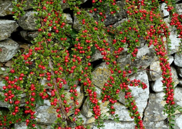 The fruits of the horizontal cotoneaster are red, spherical in shape