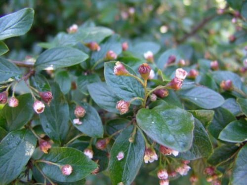 Shiny cotoneaster :: features of planting and caring for a shrub