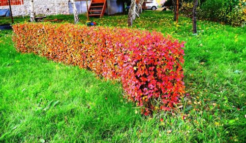 Shiny cotoneaster :: features of planting and caring for a shrub