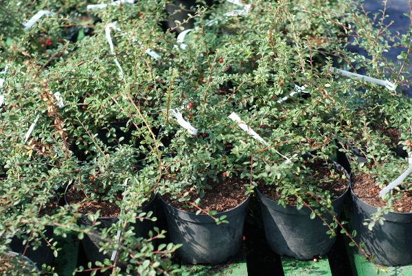 In order to get the most beautiful cotoneaster bushes, they can be fertilized