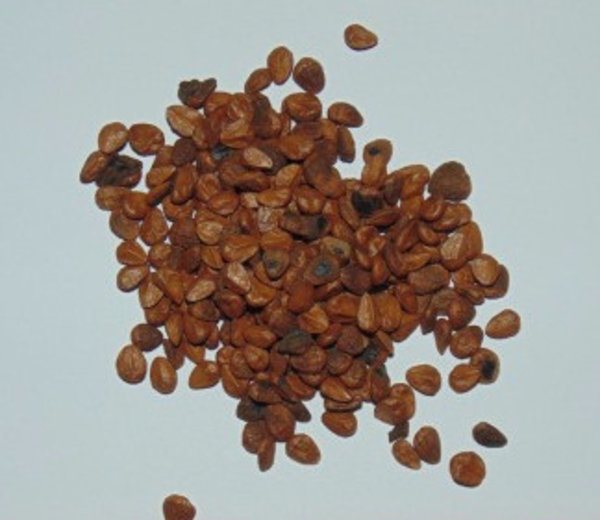 The seeds of the horizontal cotoneaster have a very low germination rate (about 50%)