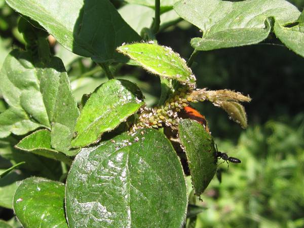 Aphid colony on the Cotoneaster bush