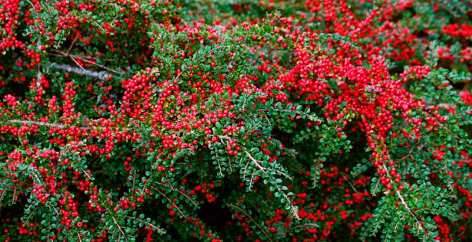 In the horizontal cotoneaster, the fruits are not poisonous, but it is not recommended to eat them.