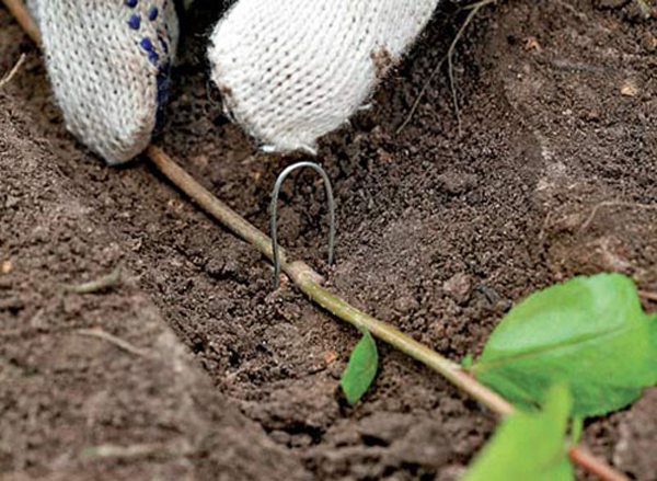 Горизонтальные нижние ветки Кизильника при соприкосновение с землей уже через пару недель могут давать корни