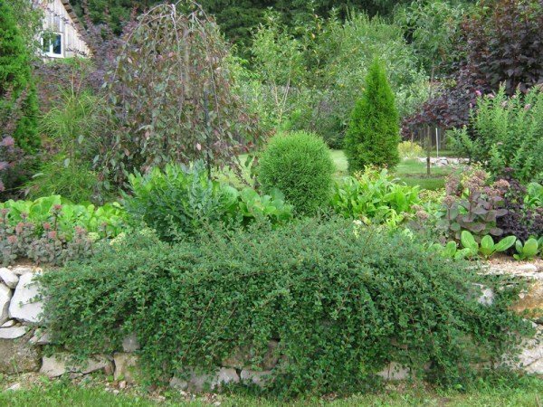 Gardeners and designers often create compositions with the participation of the Horizontal Cotoneaster, dwarf representatives of conifers and flowering shrubs