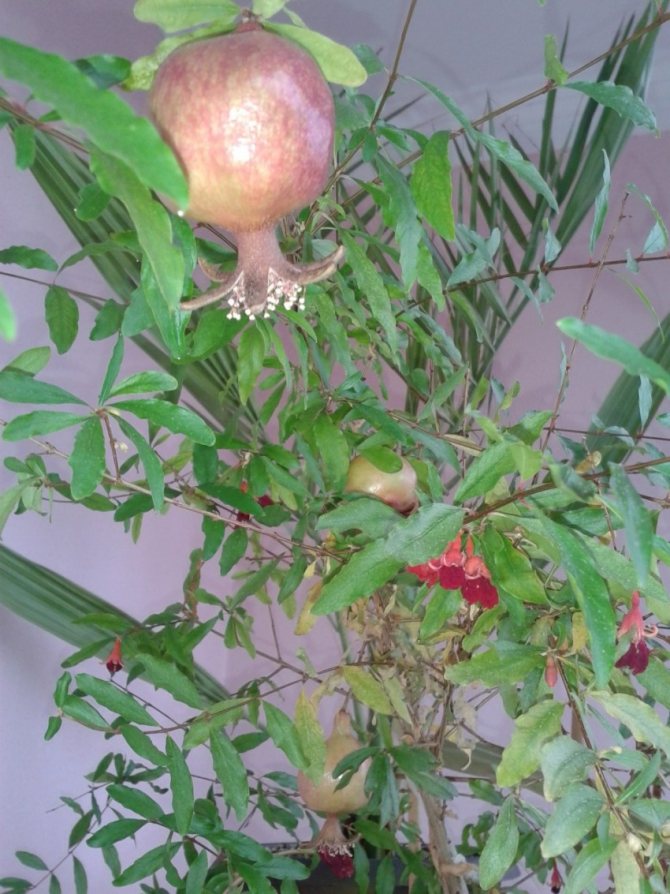 Homemade pomegranate: growing and caring for a tree at home