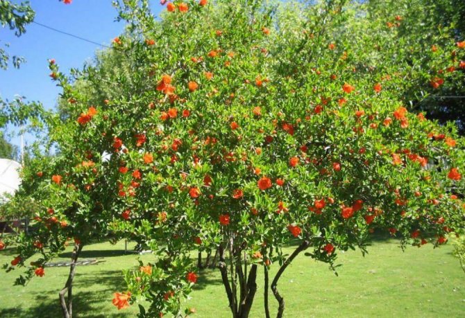 Homemade pomegranate: growing and caring for a tree at home