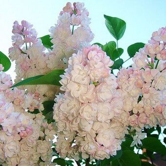 Common lilac: description of the plant and its varieties