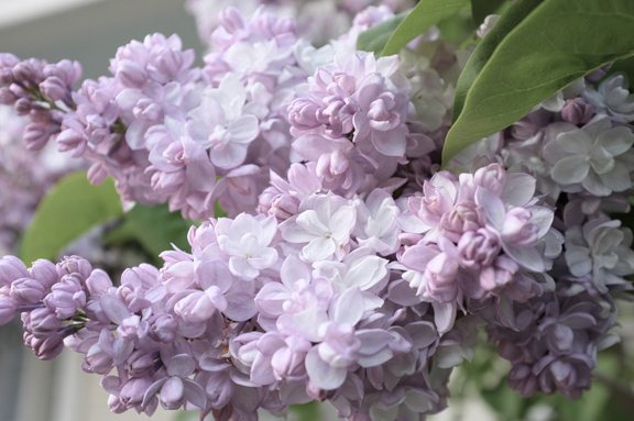 Lilac Beauty of Moscow