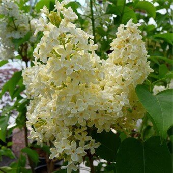 Common lilac: description of the plant and its varieties