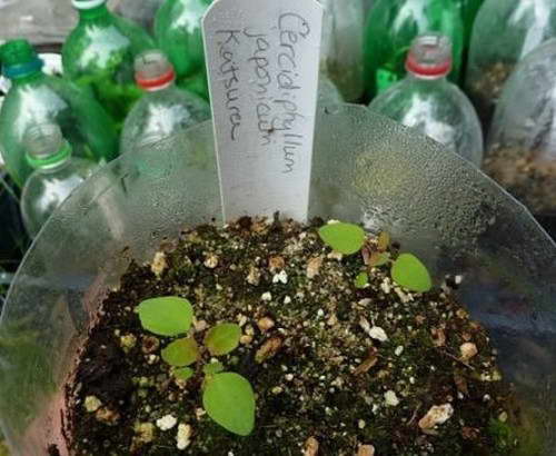 Garden City - Nursery of plant seedlings in Moscow, Moscow region and all of Russia