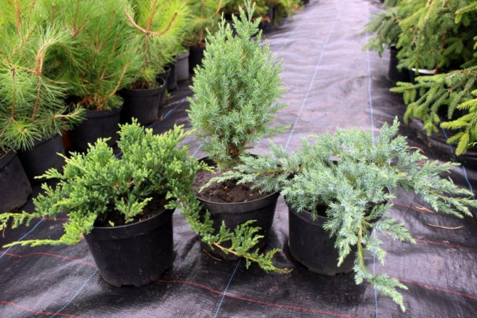 Fertilizers for juniper - what to use, how to apply