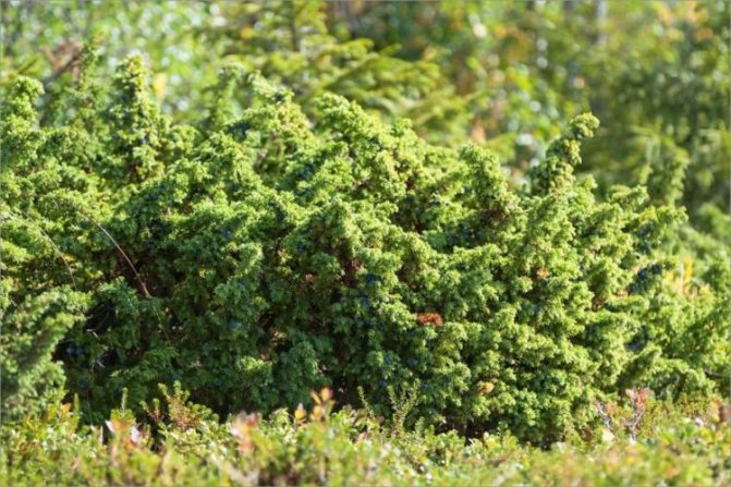 Fertilizers for juniper - what to use, how to apply
