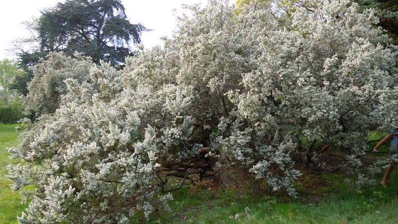 erica arborea heather white